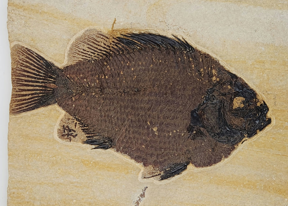 Deep-Bodied 5" Cockerellites liops (formerly Priscacara liops) | 100% Natural | Green River Formation | Wyoming