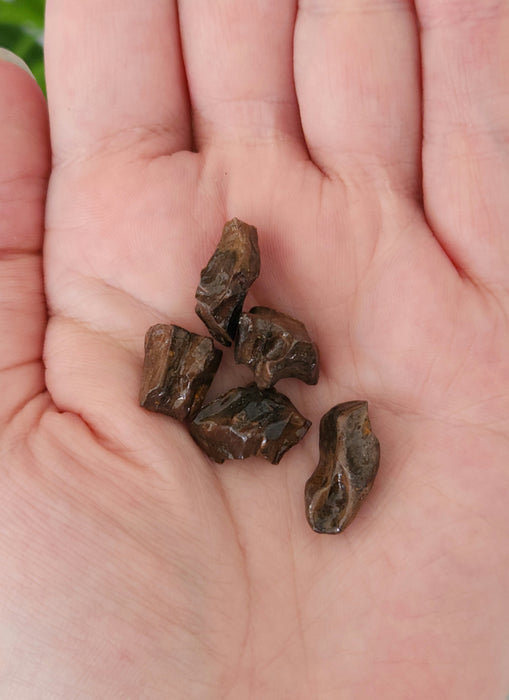 Large Triceratops Spitter Tooth in Display Case