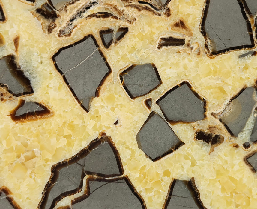 Septarian Nodule Slice