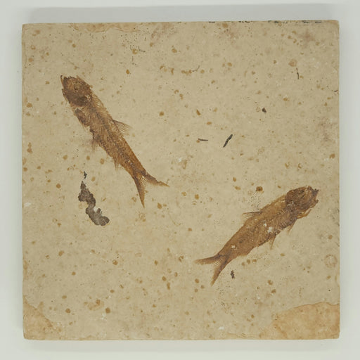 In Stone Fossils 