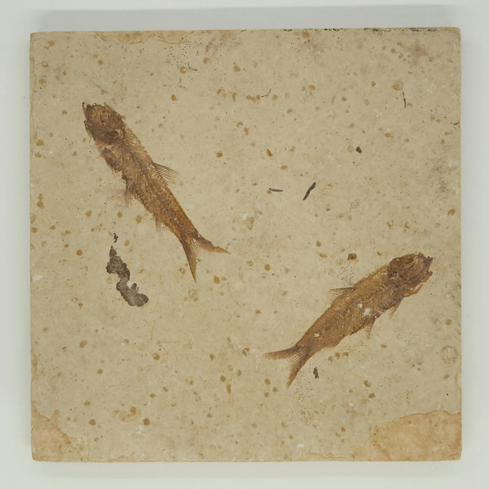 2" Double Knightia eocaena | 100% Natural | Green River Formation