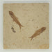In Stone Fossils 