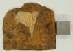 In Stone Fossils 