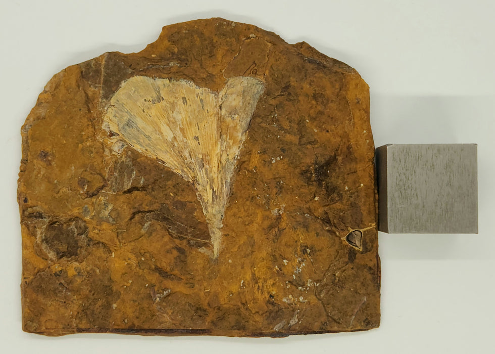 Fossil Ginkgo leaf | Ginkgo cranei | North Dakota
