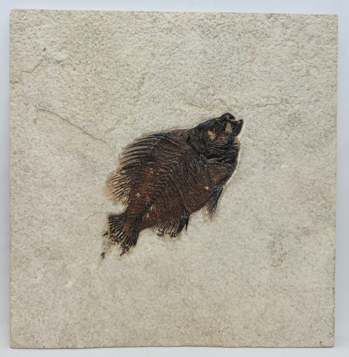 4.5" Cockerellites liops (formerly Priscacara liops) | 100% Natural | Green River Formation | Wyoming