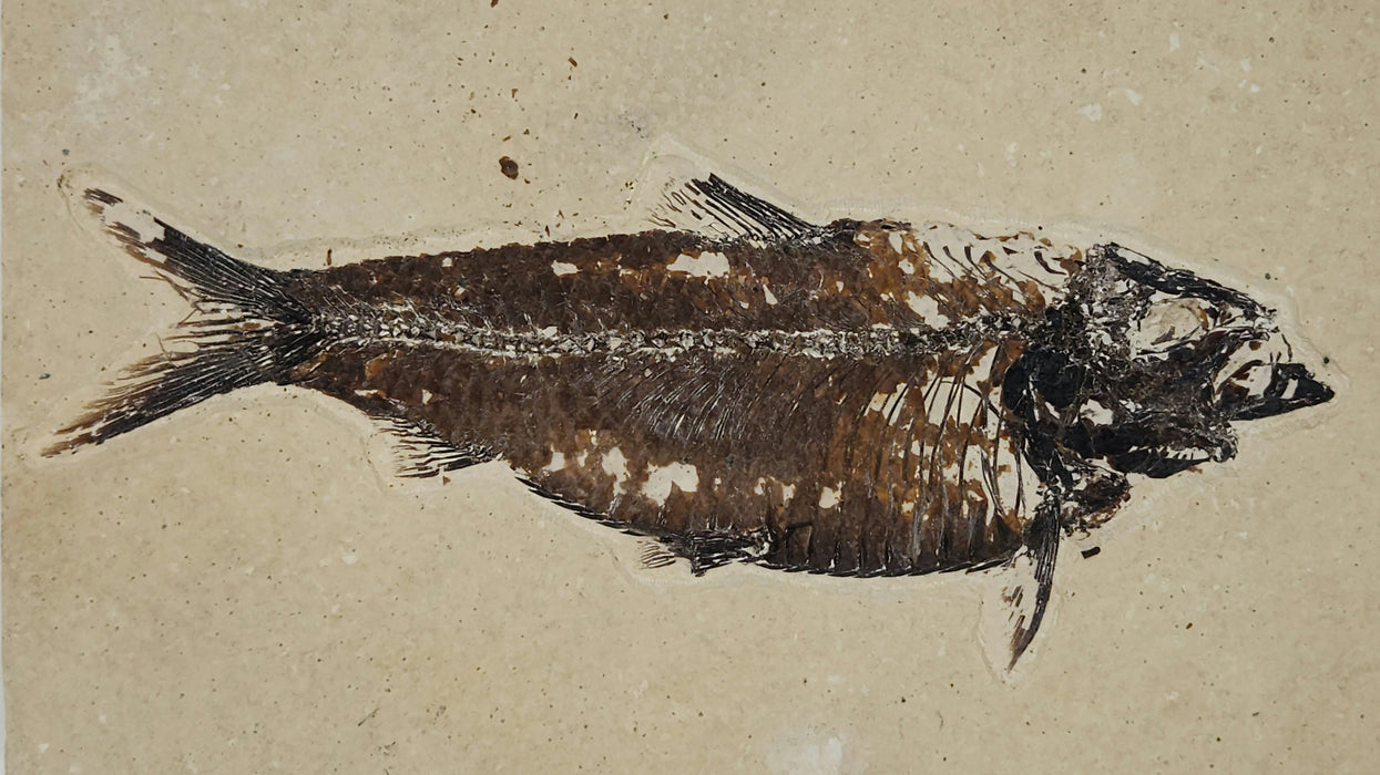 5.5" Knightia eocaena | 100% Natural | Green River Formation | Wyoming