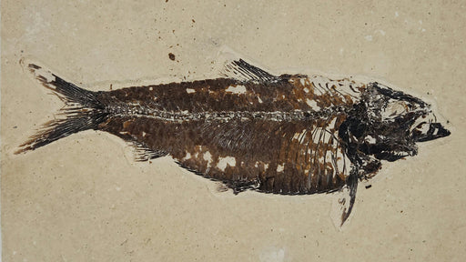 In Stone Fossils 