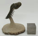 In Stone Fossils 