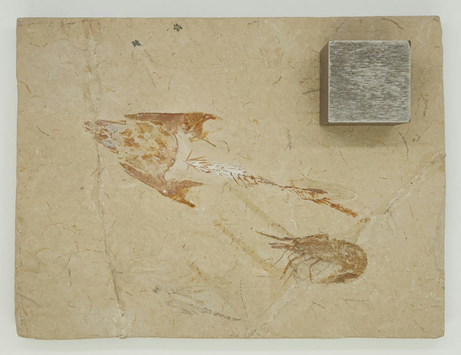 Coccodus insignis (fossil fish) and Carpopenaeus (fossil shrimp) | Lebanon