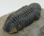 In Stone Fossils 