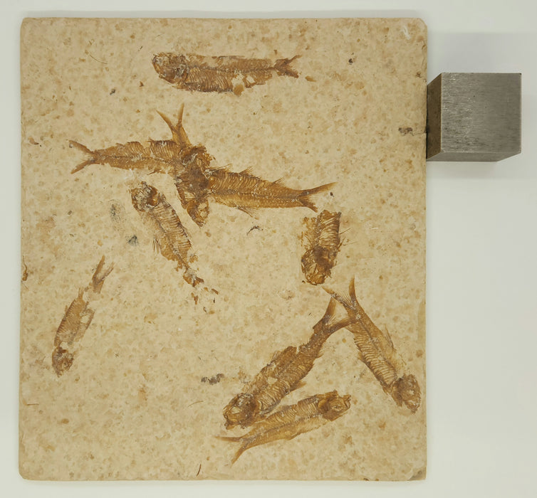Knightia eocaena "Mini Fish" Mortality Plate | Green River Formation | Natural Specimen