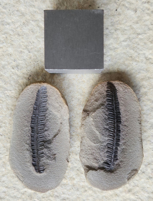 Fossil Fern | Diplazites unita | Illinois