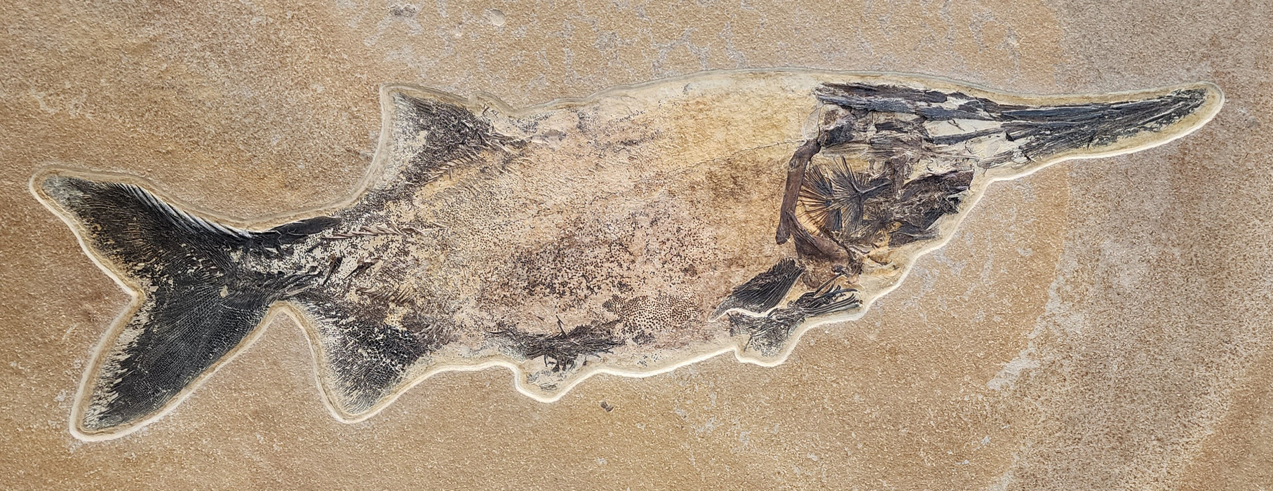 Super Rare Undescribed Paddlefish (sp.?) | Green River Formation