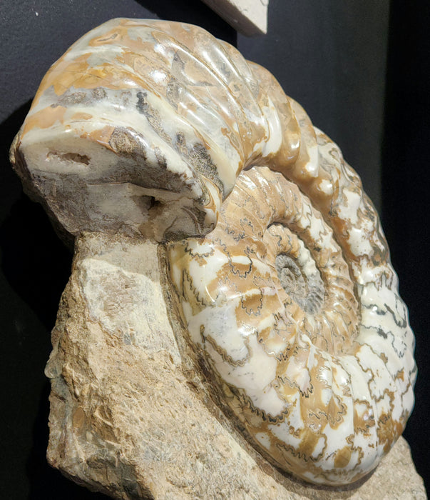 Huge Scunthorpe Ammonite | Aegasteroceras sagittarium | England