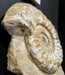 In Stone Fossils 