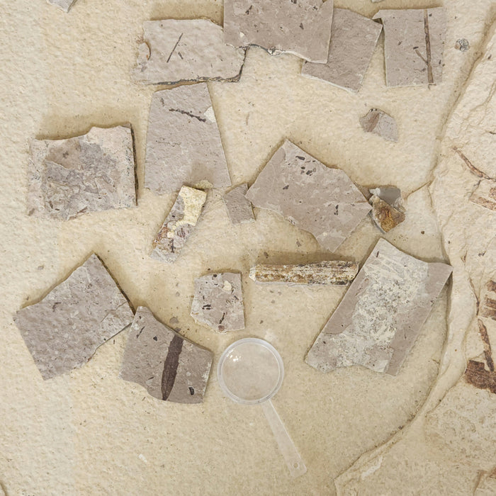 Eocene Experience Kit | Florissant Fossil Quarry | Colorado