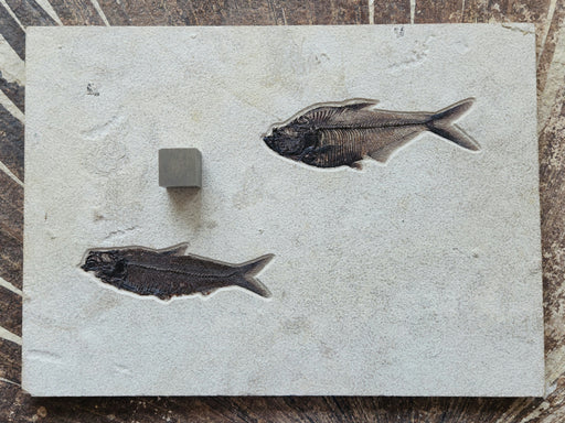 In Stone Fossils 
