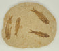 In Stone Fossils 