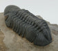 In Stone Fossils 