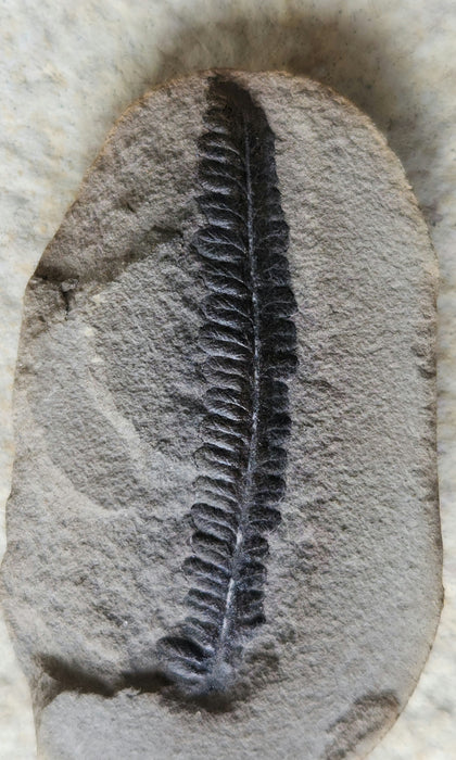 Fossil Fern | Diplazites unita | Illinois