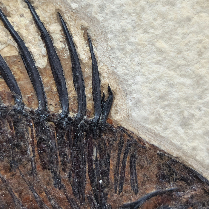 5" Cockerellites liops (formerly Priscacara liops) with Dorsal Spine Anomaly | 100% Natural | Green River Formation | Wyoming