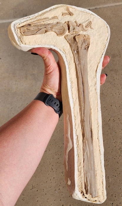 Pteranodon Wing Bone | Grove County, Kansas