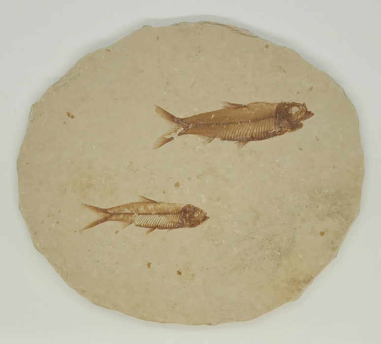 1.75" & 2.25" Double Knightia eocaena | 100% Natural | Green River Formation