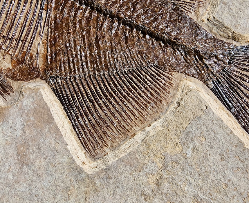 Phareodus testis | Green River Formation | Wyoming