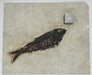 In Stone Fossils 