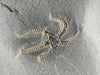 In Stone Fossils 