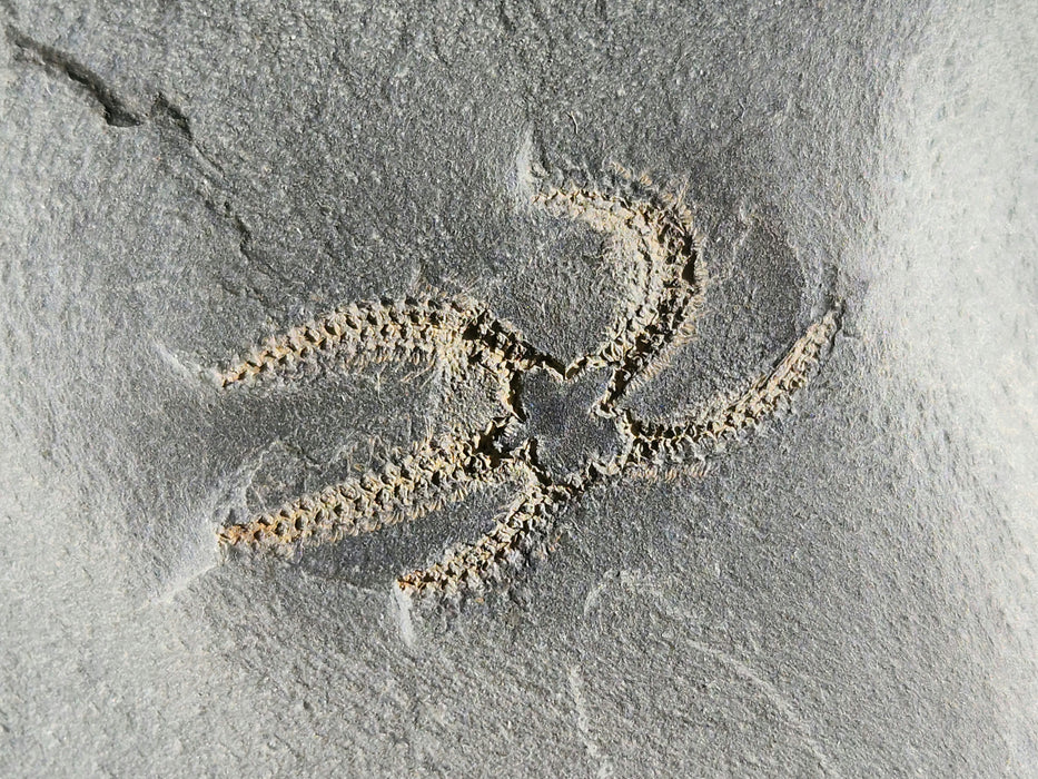 Double Ophiuroidea Brittle Star | Morocco
