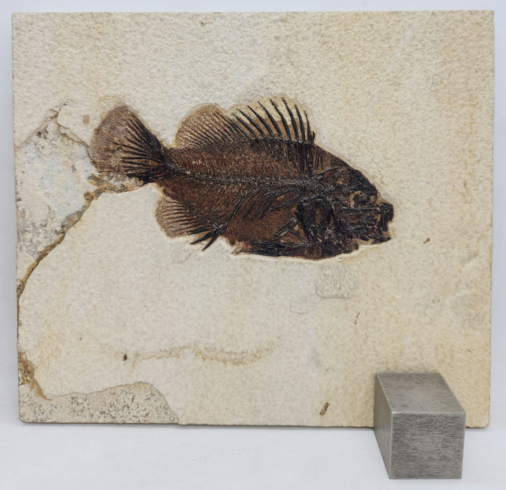 5" Cockerellites liops (formerly Priscacara liops) with Dorsal Spine Anomaly | 100% Natural | Green River Formation | Wyoming