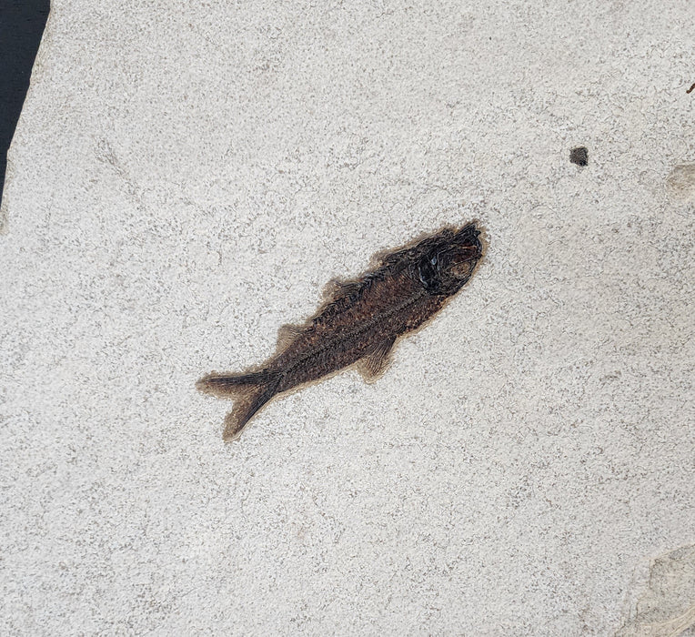 4.5" Knightia eocaena with undescribed branch | 100% Natural | Green River Formation | Wyoming