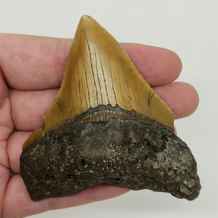3" Megalodon Tooth | Hawthorn Formation