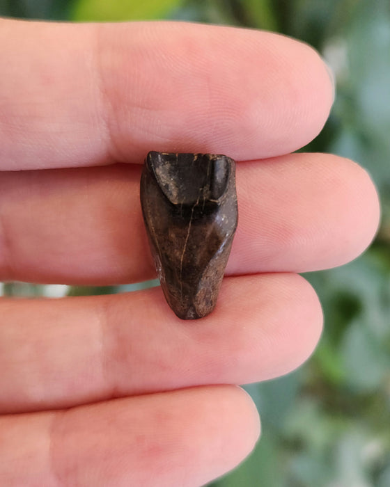 Ceratopsian Tooth | Hell Creek Formation | Montana