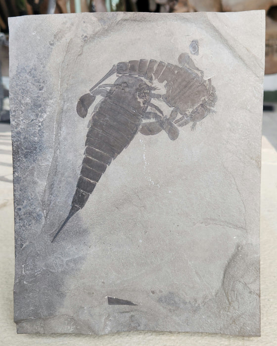Double Eurypterids (Sea Scorpions) | Eurypterus remipes | New York