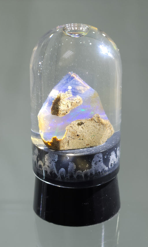 In Stone Fossils 