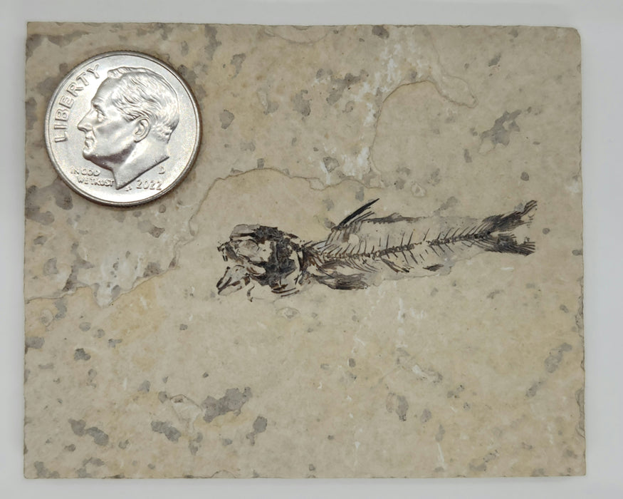 1.5" Amphiplaga brachyptera | Green River Formation | Wyoming