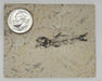 In Stone Fossils 