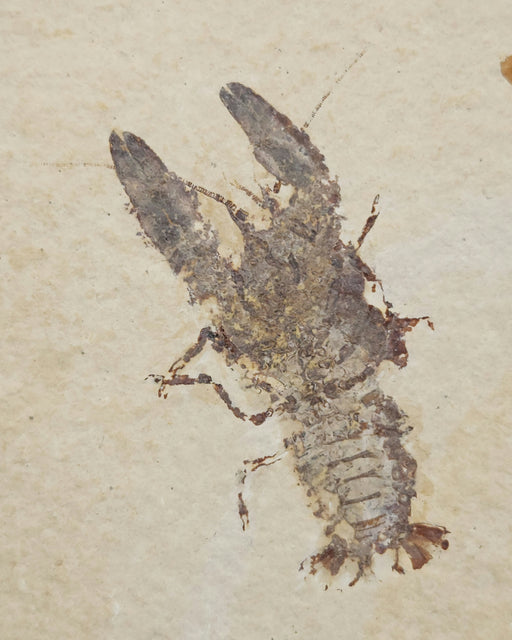 In Stone Fossils 