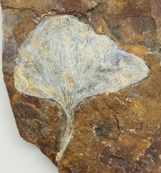 In Stone Fossils 