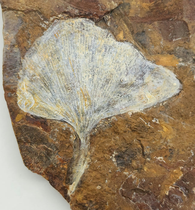 Fossil Ginkgo leaf | Ginkgo cranei | North Dakota