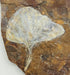 In Stone Fossils 
