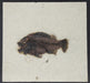 In Stone Fossils 