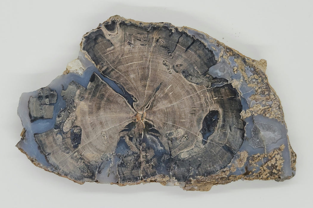Blue Forest Unpolished Petrified Hardwood Slab | Eden Valley | Wyoming