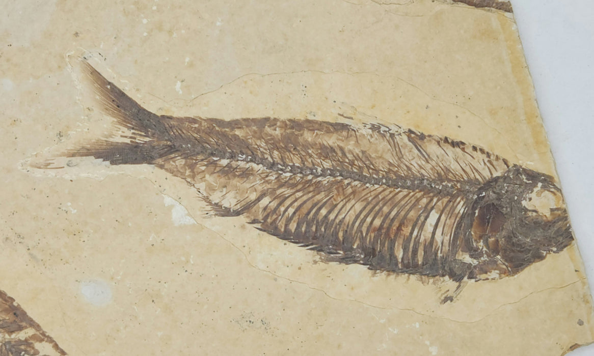 5.25" & 5.75" Double Knightia eocaena | 100% Natural | Green River Formation | Wyoming