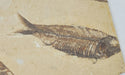In Stone Fossils 