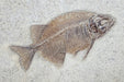 In Stone Fossils 