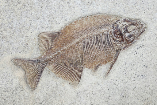 In Stone Fossils 