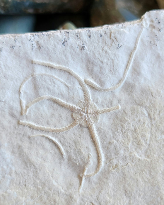 Fossil Brittle Star | Germany